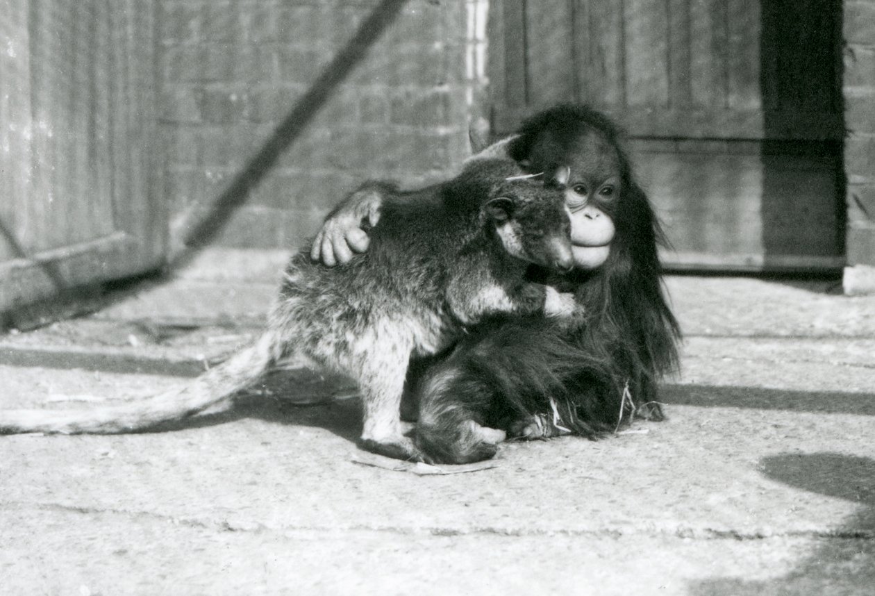 En ung orangutang krammer en trækænguru i London Zoo i 1927 (s/h-billede) af Frederick William Bond