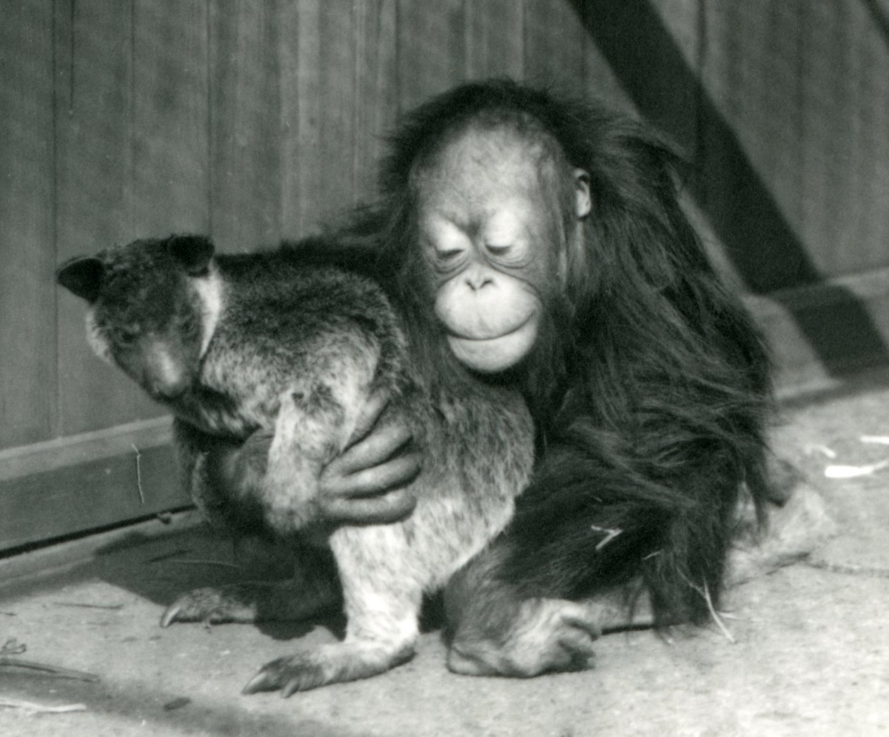 En ung orangutang krammer en trækænguru i London Zoo i 1927 af Frederick William Bond