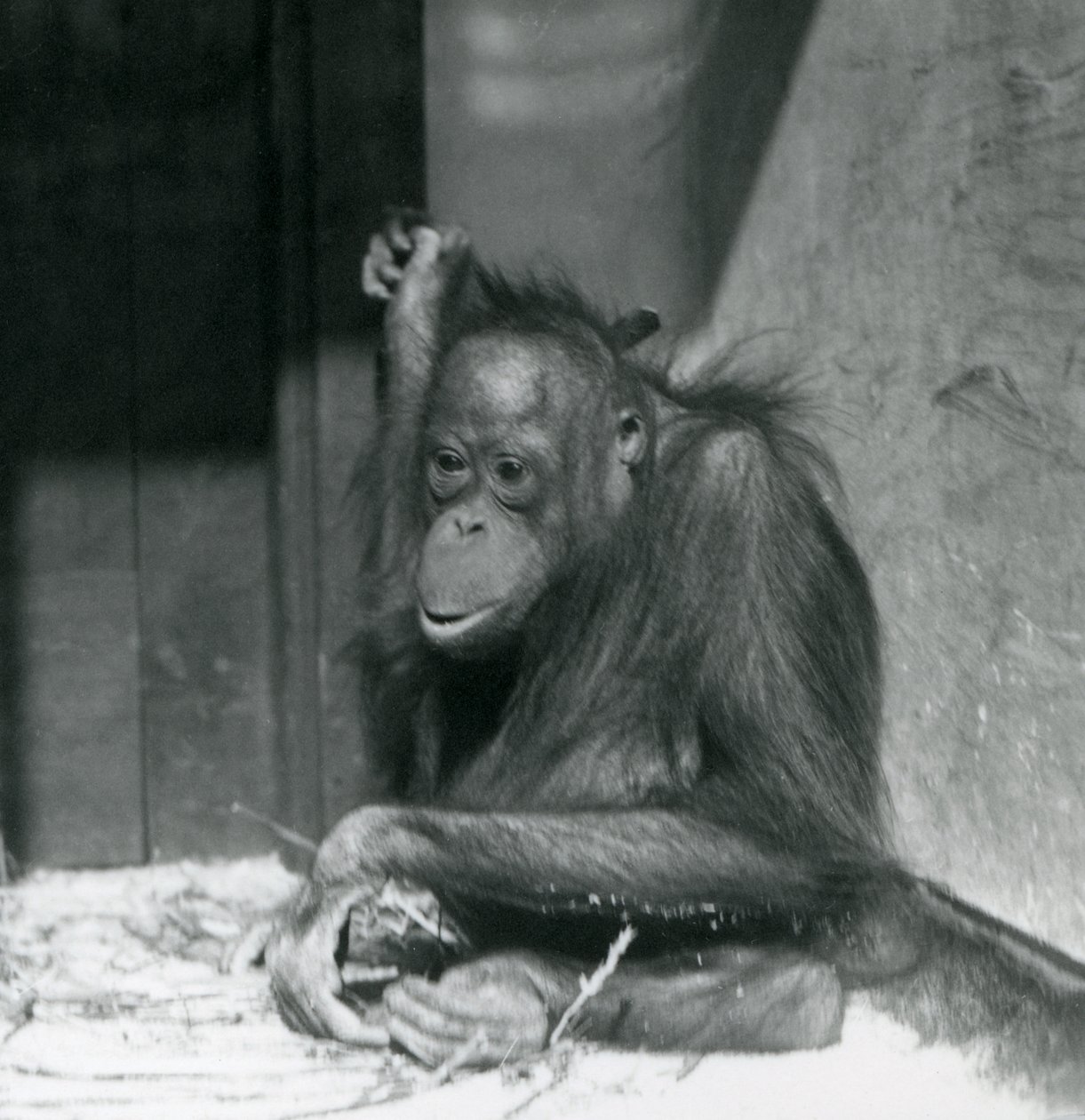 En ung orangutang sidder i sin indhegning i London Zoo, oktober 1925 af Frederick William Bond