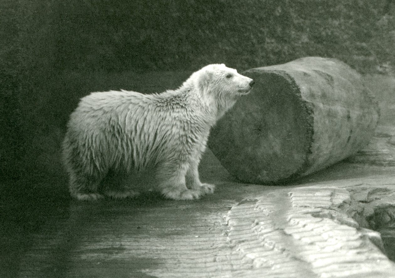 En ung isbjørn i London Zoo i november 1924 af Frederick William Bond