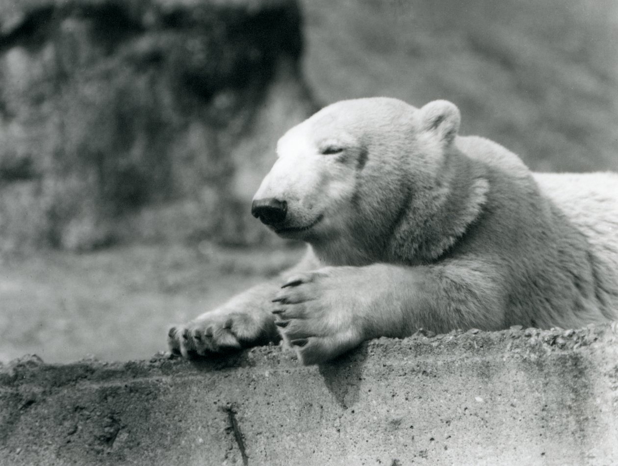 En ung isbjørn hviler på en betonkant i London Zoo i 1927 af Frederick William Bond
