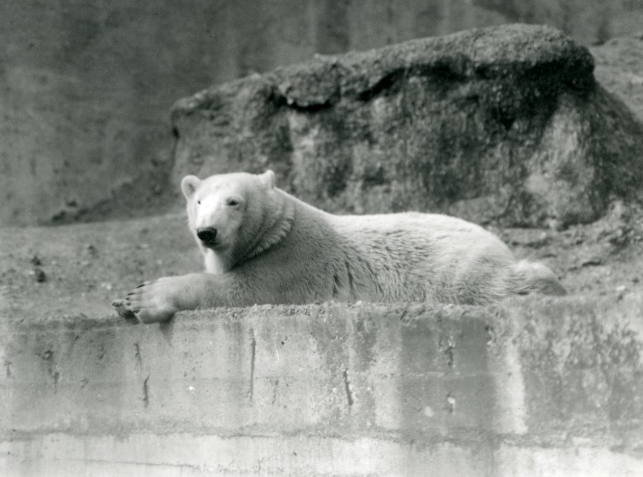 En ung isbjørn hviler på en klippeafsats i sin indhegning i London Zoo i 1927 af Frederick William Bond