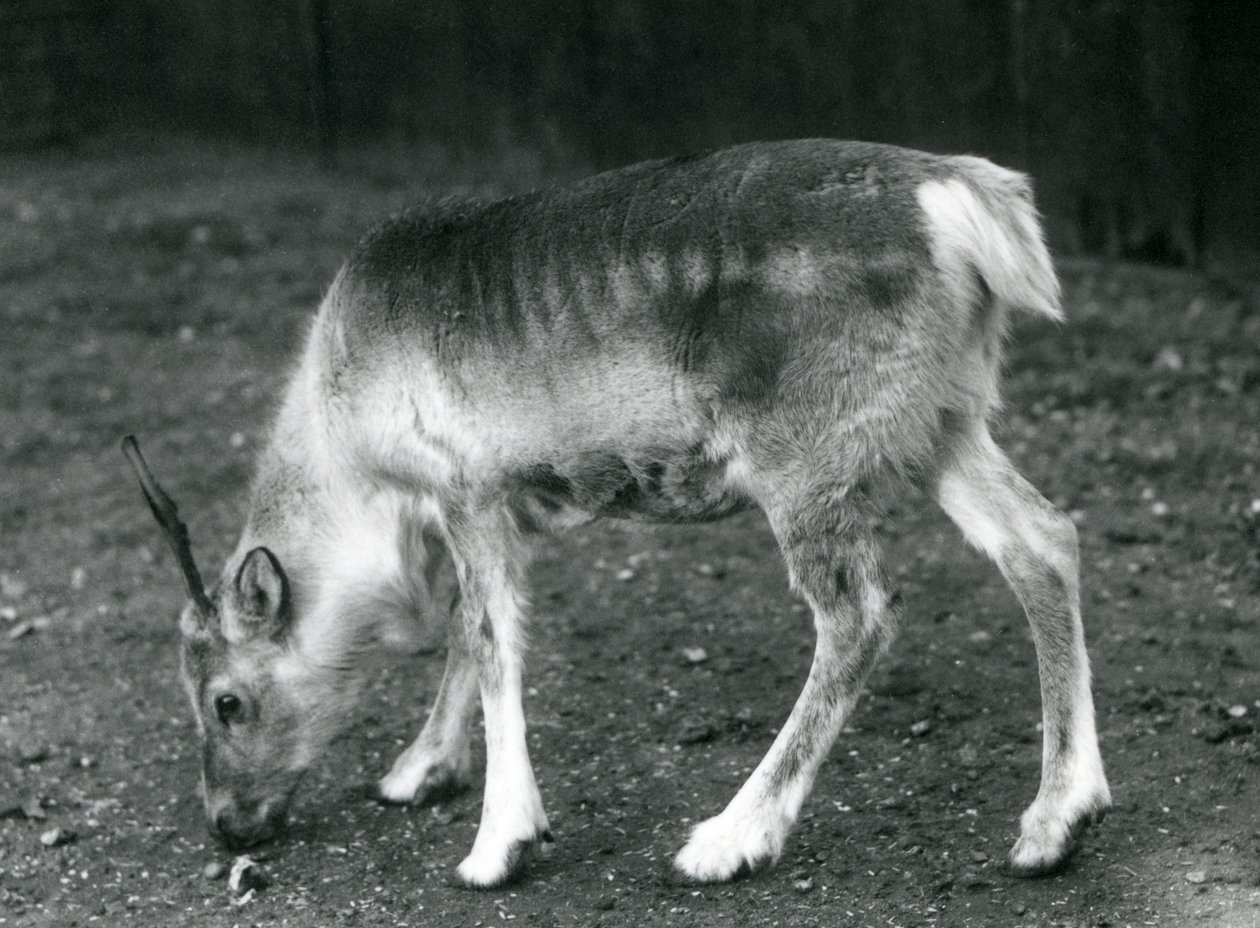 Et ungt rensdyr i London Zoo, 1925 af Frederick William Bond