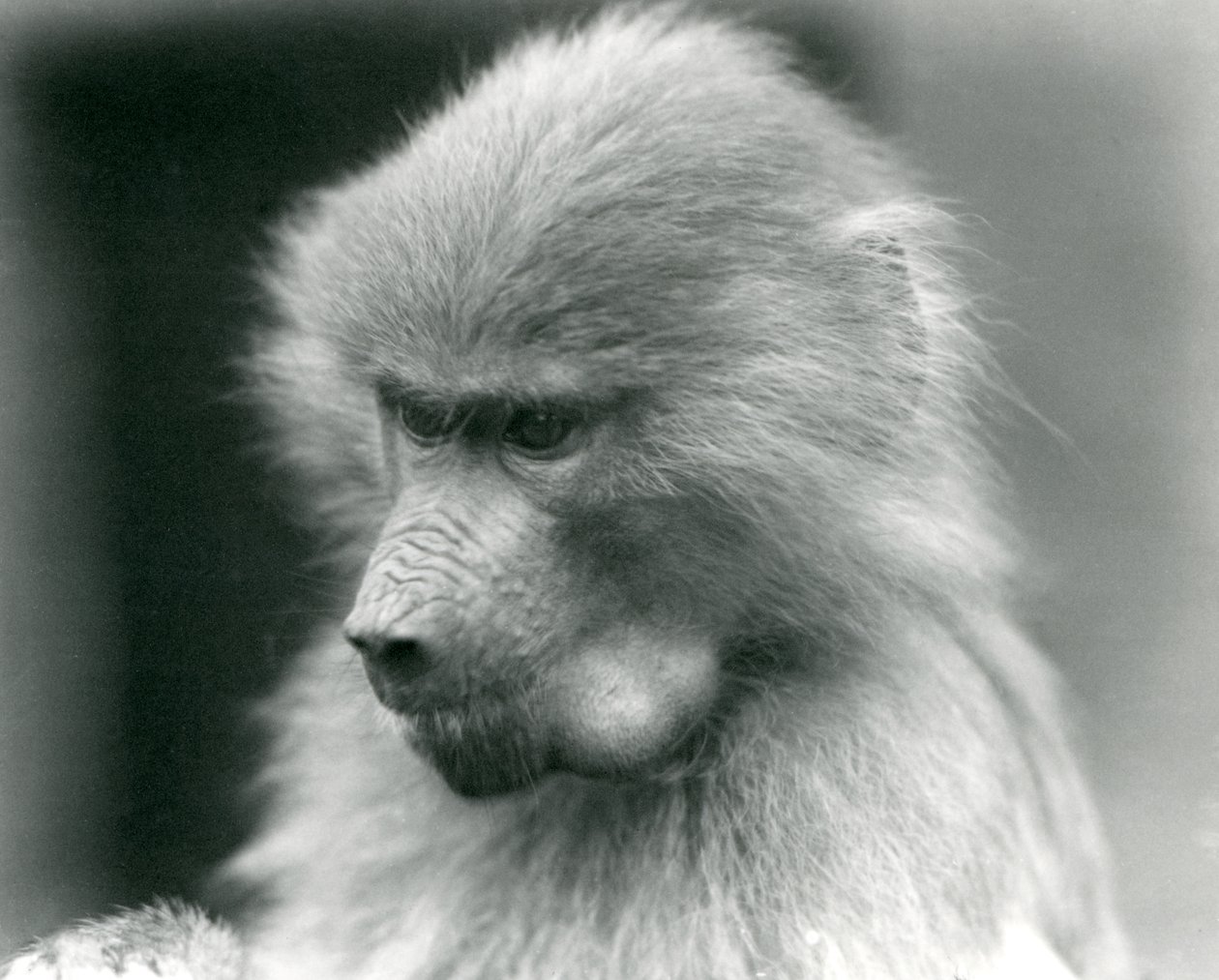 En ung hellig bavian med kindpungen fuld, London Zoo, 1925 af Frederick William Bond