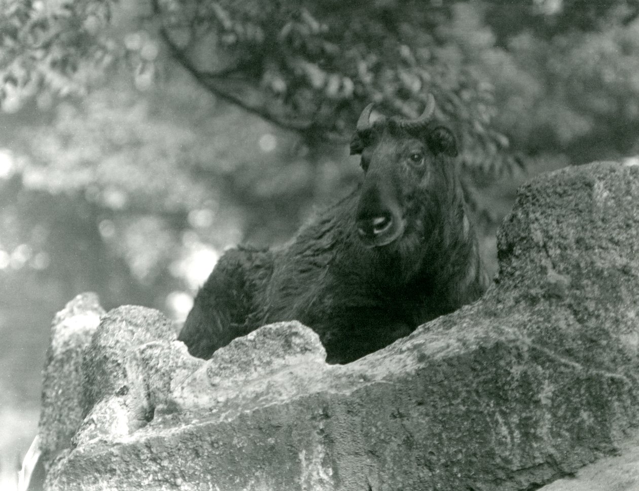 En ung takin, også kendt som en kvæggam eller gnu-ged, hviler på en sten, London Zoo, juni 1924 af Frederick William Bond