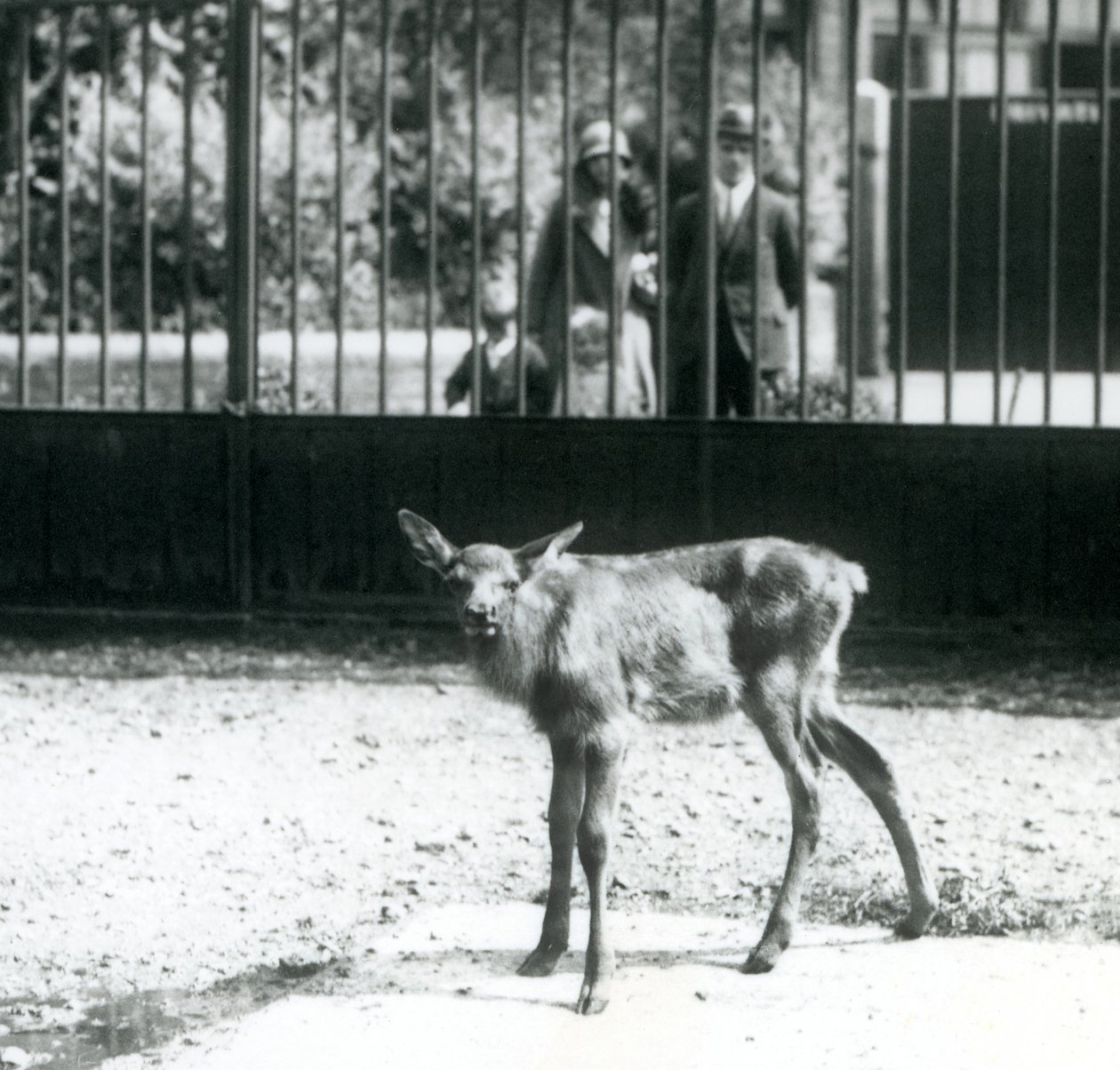 En ung Wapiti/Elg stående i sin fold med besøgende, der kigger på gennem barer, London Zoo, august 1927 (s/h-foto) af Frederick William Bond