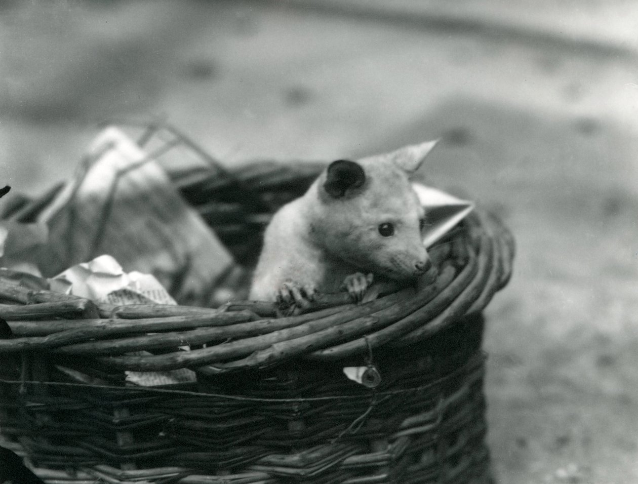 En ung albino Opossum kigger ud af en kurv i London Zoo, oktober 1920 af Frederick William Bond