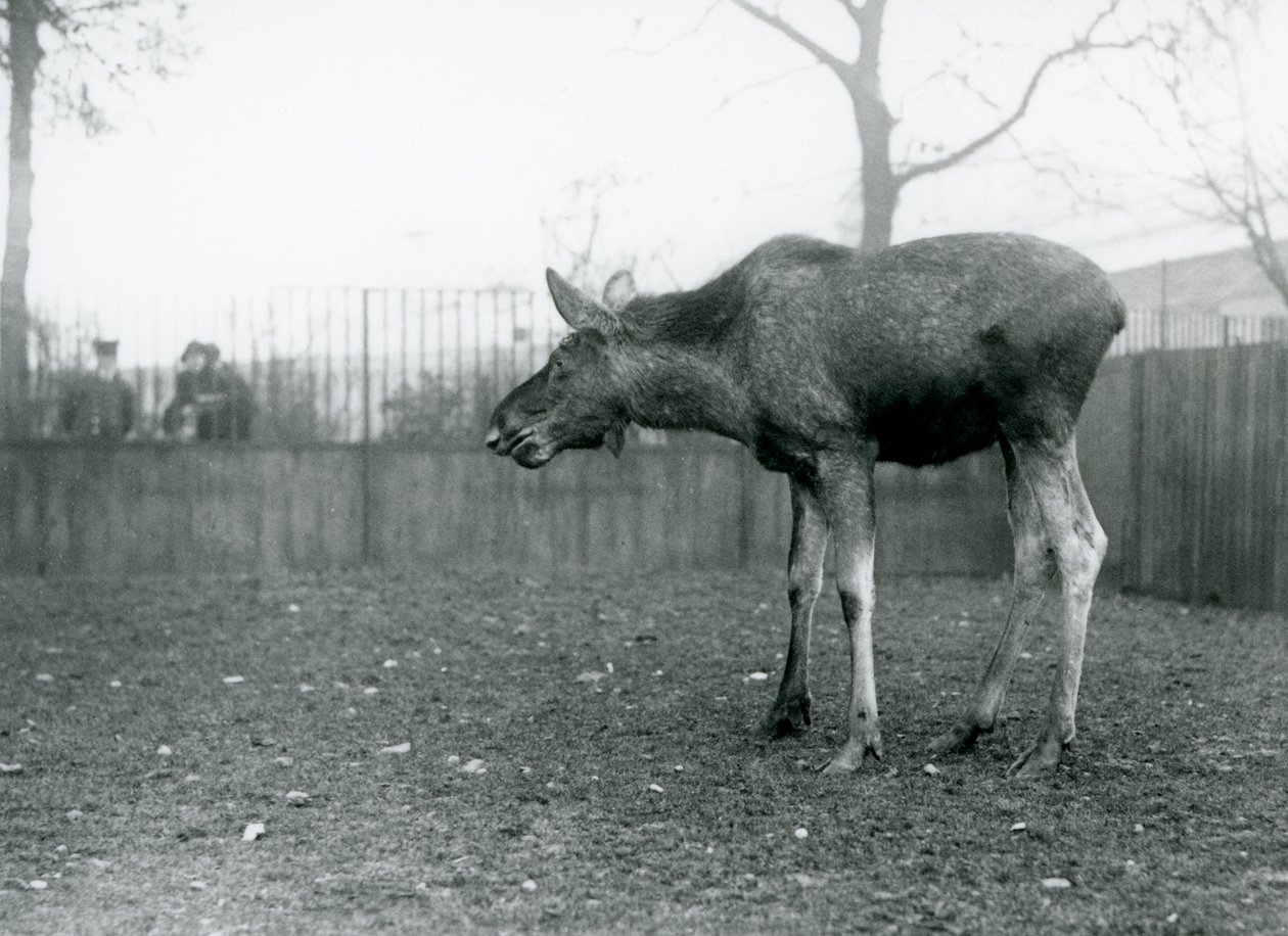 En ung tyr Elg/Elg, med sår fra nyligt udgydt gevir, stående på sin fold i London Zoo (s/h-billede) af Frederick William Bond