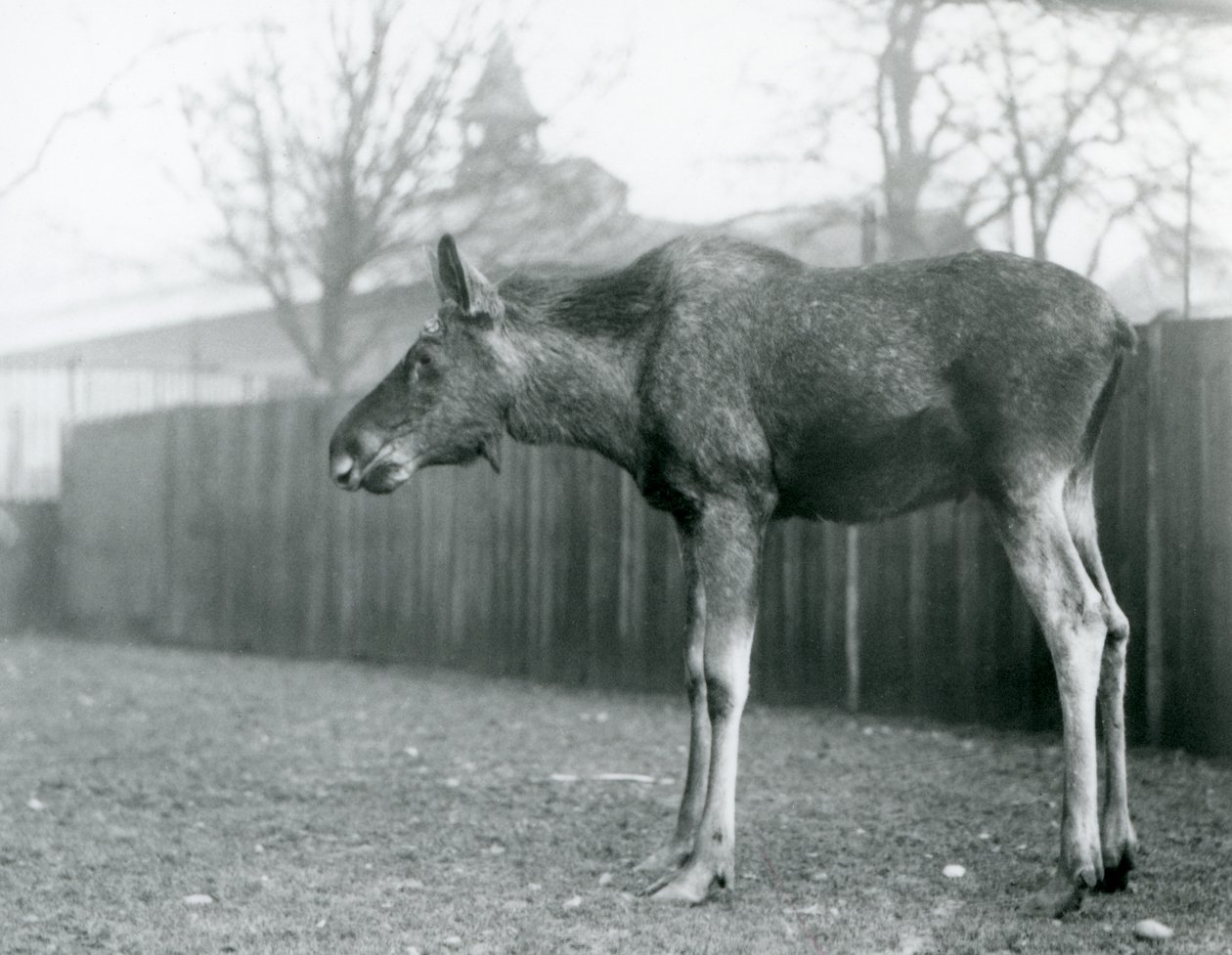 En ung tyr Elg/Elg, med sår fra nyligt udgydt gevir, stående på sin fold i London Zoo (s/h-billede) af Frederick William Bond
