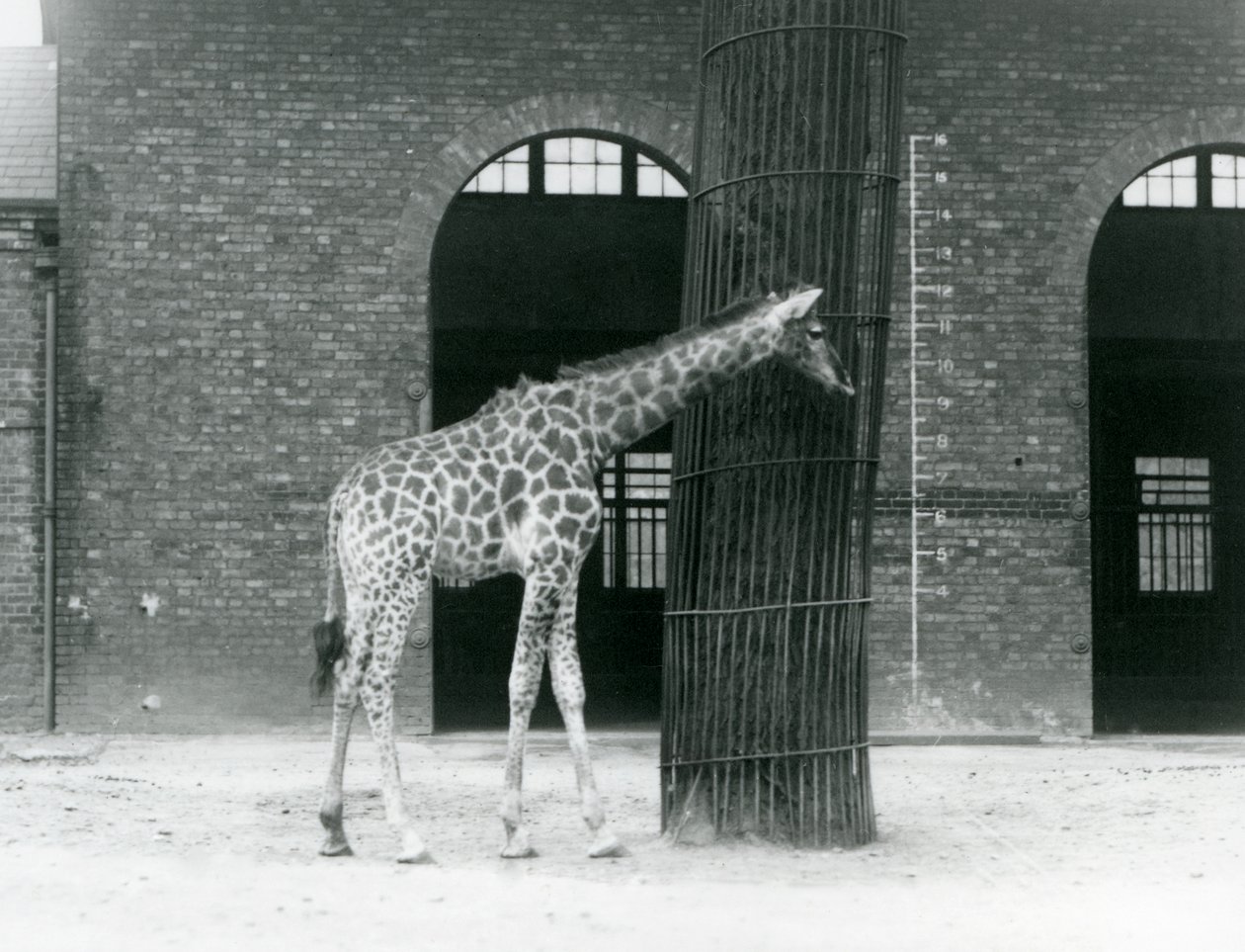 En ung hun-giraf står foran et træ i folden ved siden af girafhuset i London Zoo af Frederick William Bond