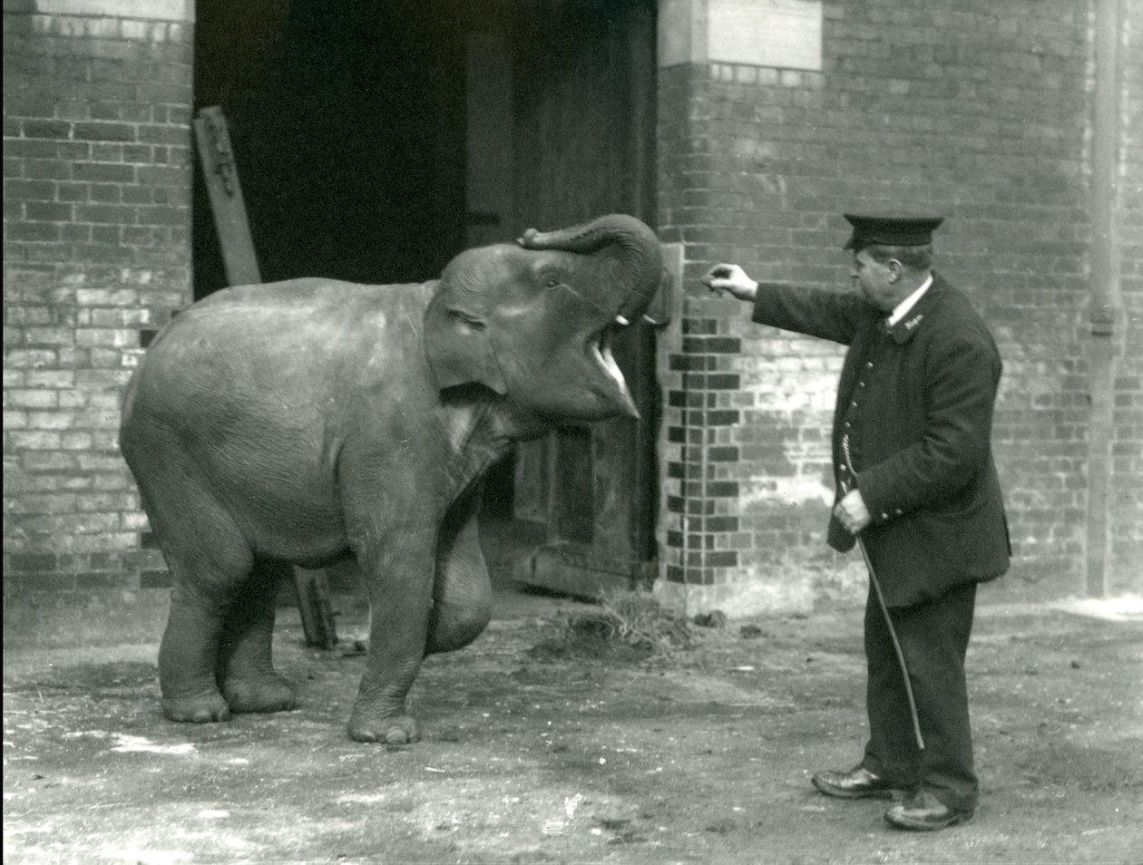 En ung kvindelig indisk elefant med Keeper H. Robertson, London Zoo, 22. februar 1922 af Frederick William Bond