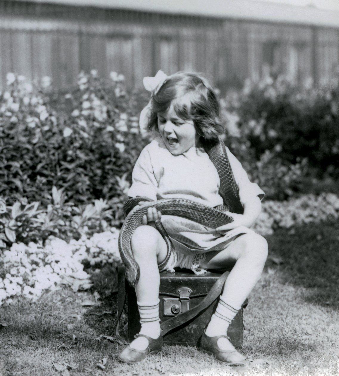 En ung pige Betty holder en østlig indigo slange, mens hun sidder på en læderstamme, London Zoo, 1924 af Frederick William Bond