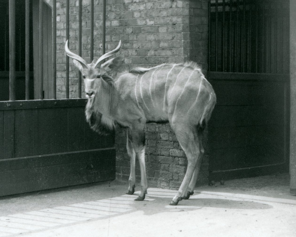 En ung mandlig Greater Kudu stående i sit indhegning i London Zoo i 1929 (s/h foto) af Frederick William Bond