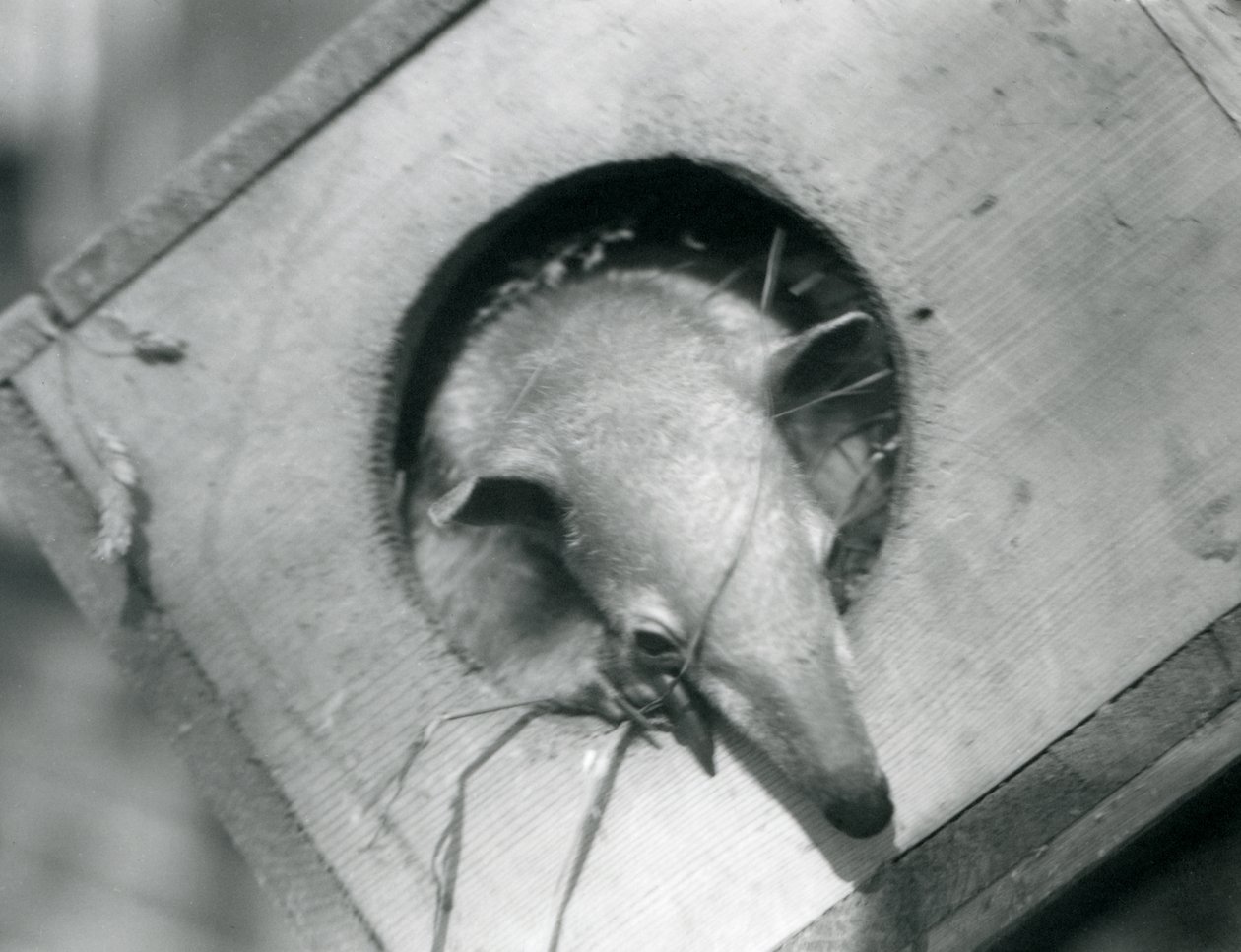 En ung tamandua kigger ud af sin redekasse, London Zoo, april 1925 af Frederick William Bond