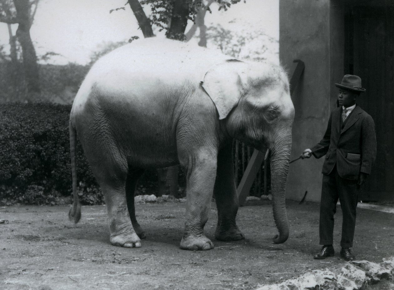 AlbinoWhite Elephant Pawah med Dr. Saw Po Min, London Zoo, maj 1926 af Frederick William Bond