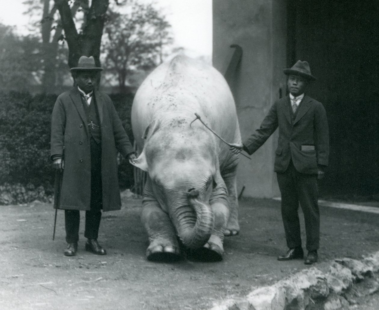 AlbinoWhite Elephant Pawah med Dr. Saw Po Min og Søn, London Zoo, maj 1926 af Frederick William Bond