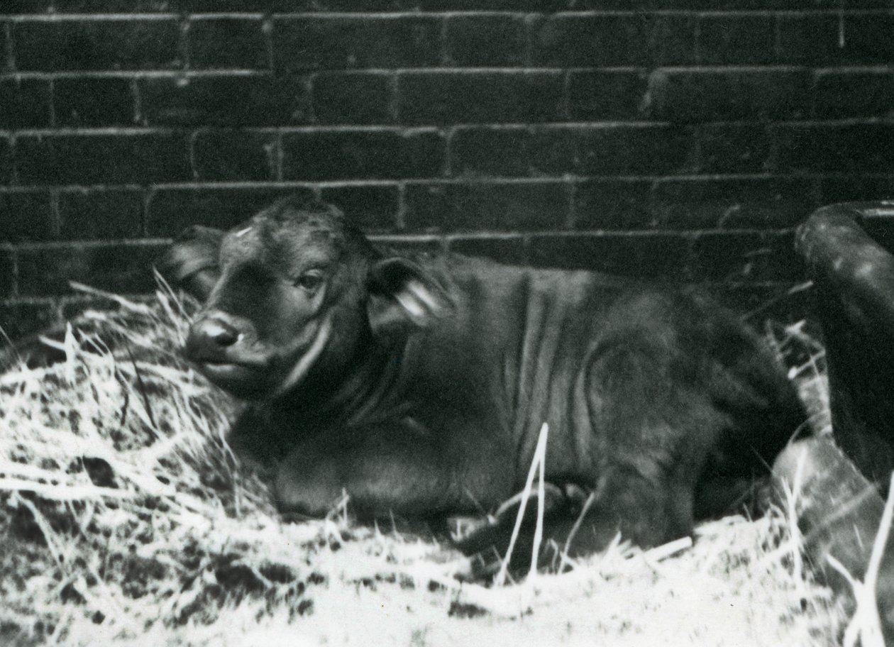 En AfricanCape Buffalo-kalv, født i menageriet den 8. februar 1927, liggende i halm, London Zoo, februar 1927 af Frederick William Bond