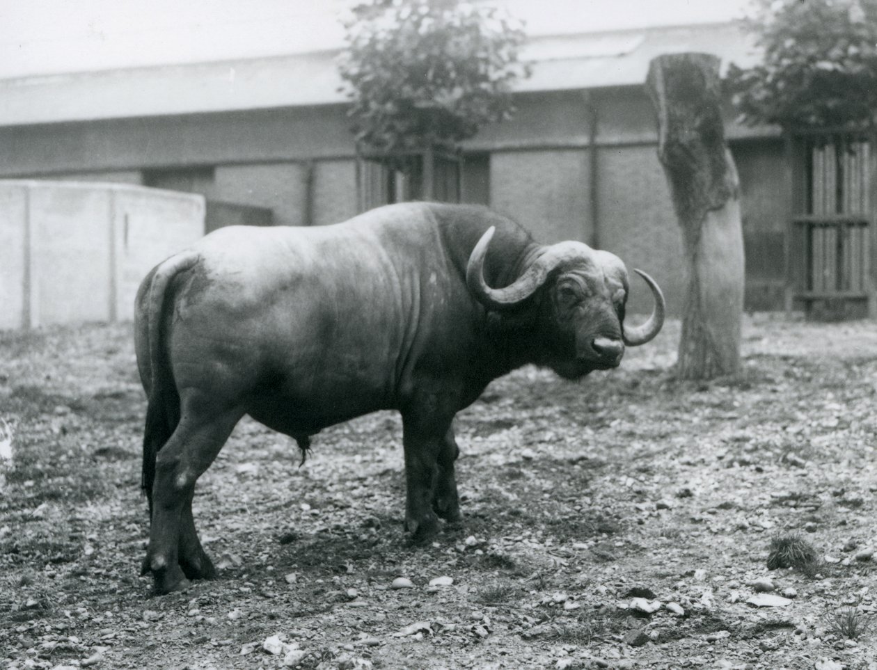 En afrikansk bøffel, eller Cape Buffalo, stående i sin fold i London Zoo, 1927 af Frederick William Bond