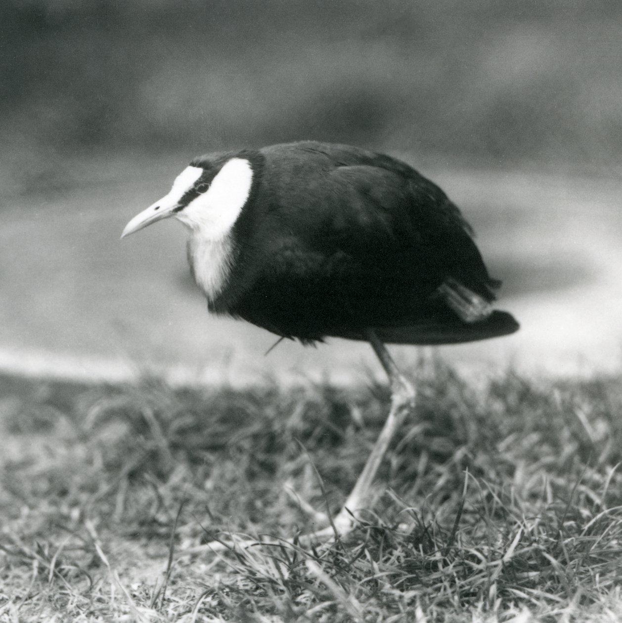 En afrikansk Jacana stående på græs i London Zoo, august 1927 af Frederick William Bond
