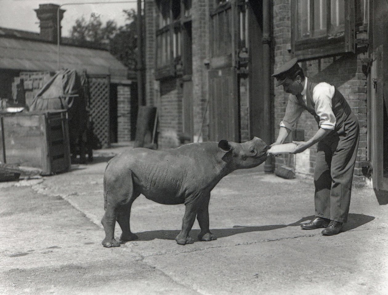 Et afrikansk næsehorn, Kathlene, og målmanden Harry Warryck i ZSL London Zoo, september 1928 af Frederick William Bond
