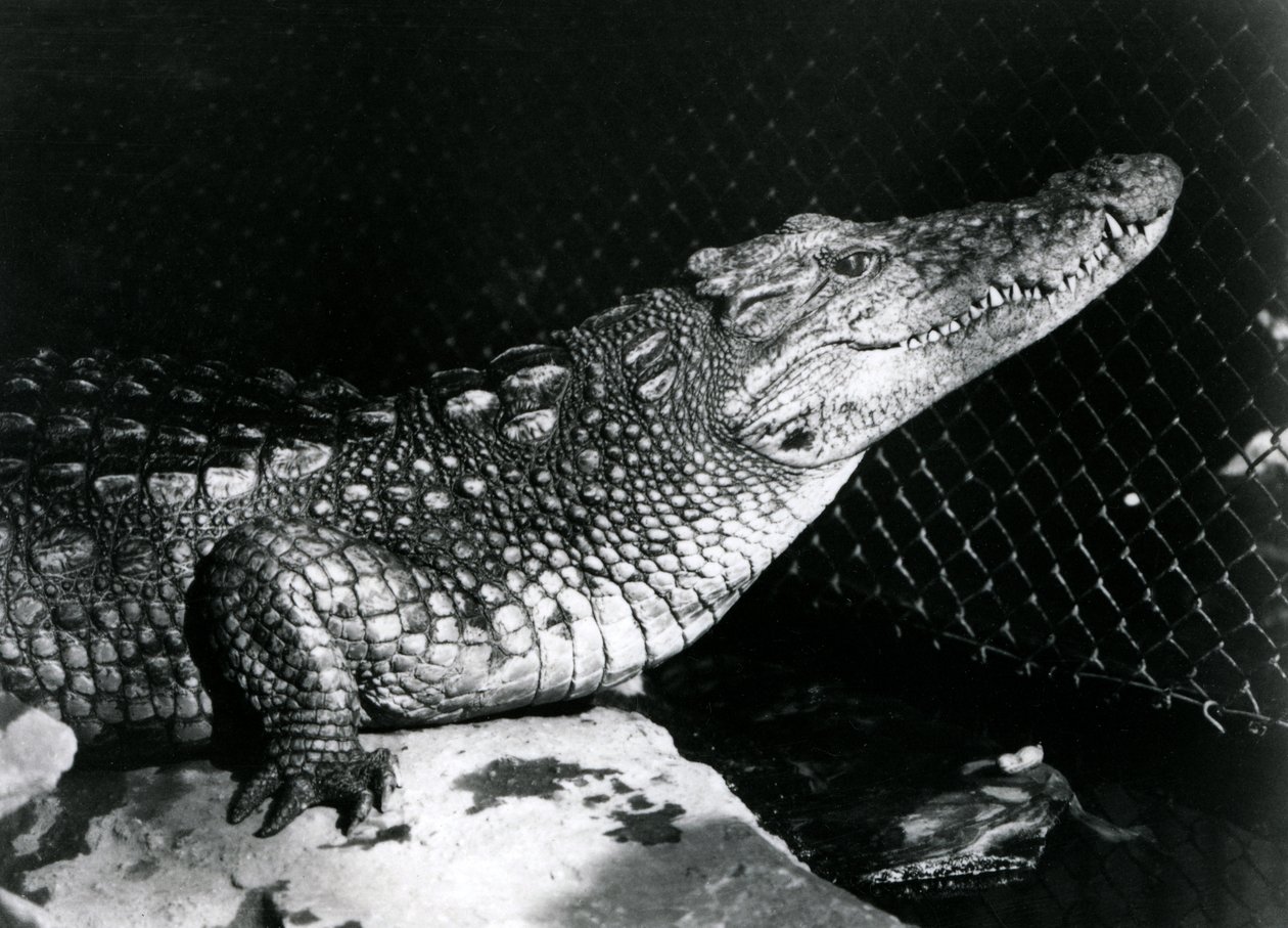 En amerikansk alligator i London Zoo i september 1924 af Frederick William Bond