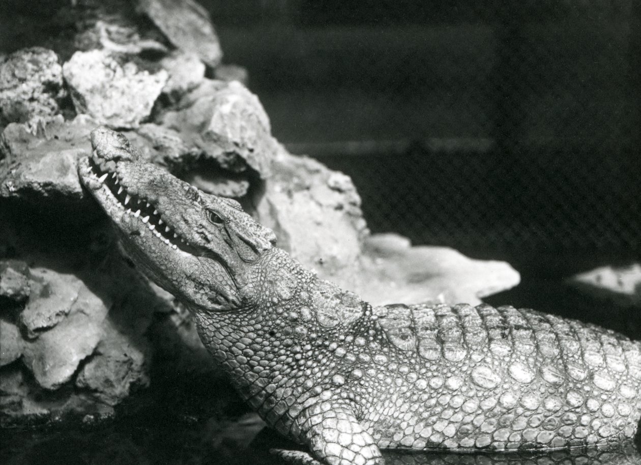 En amerikansk alligator hviler i en pool og kigger op af klipperne ved siden af poolen, London Zoo af Frederick William Bond