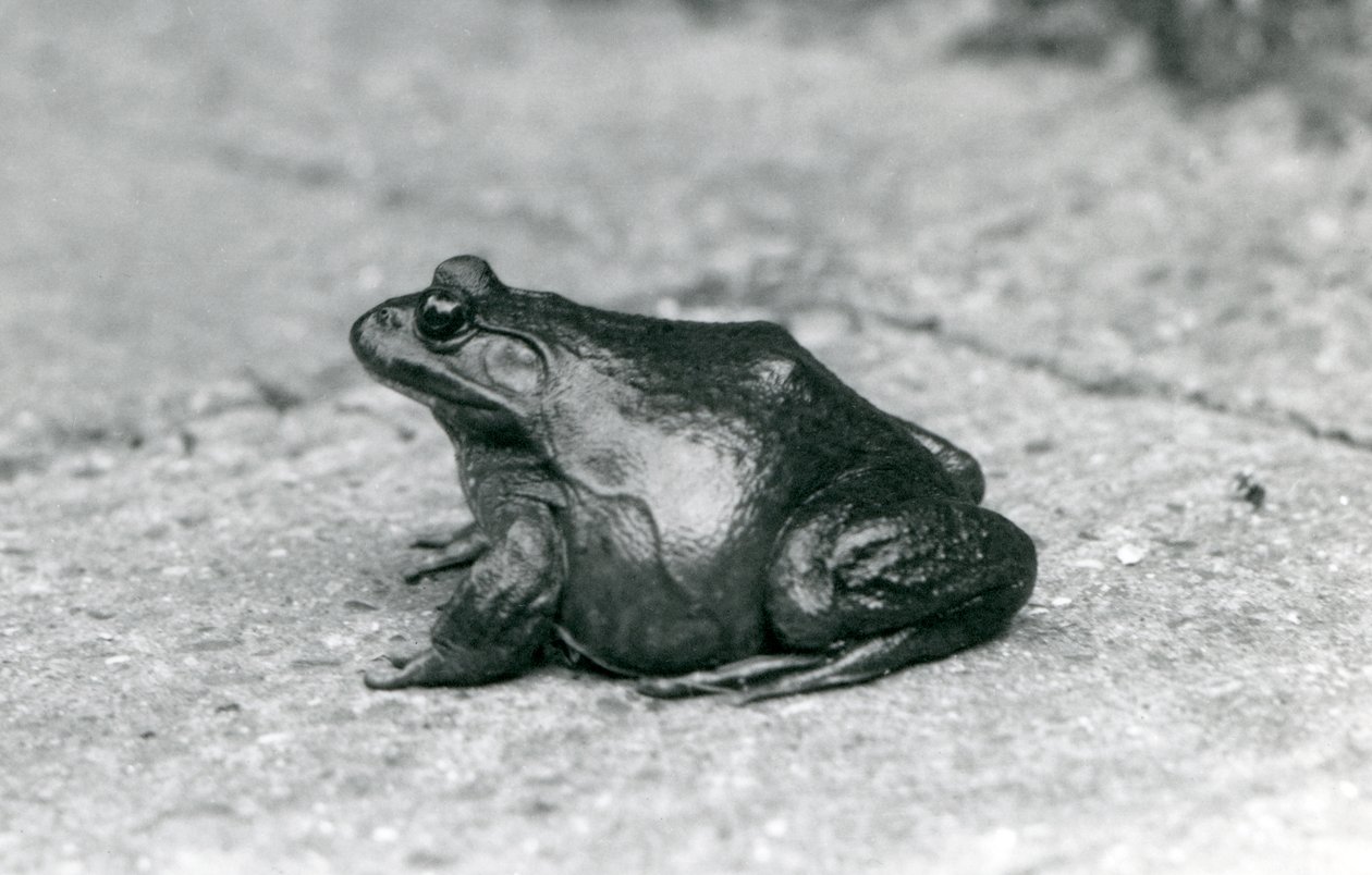 En amerikansk bullfrog, London Zoo, 1925 af Frederick William Bond