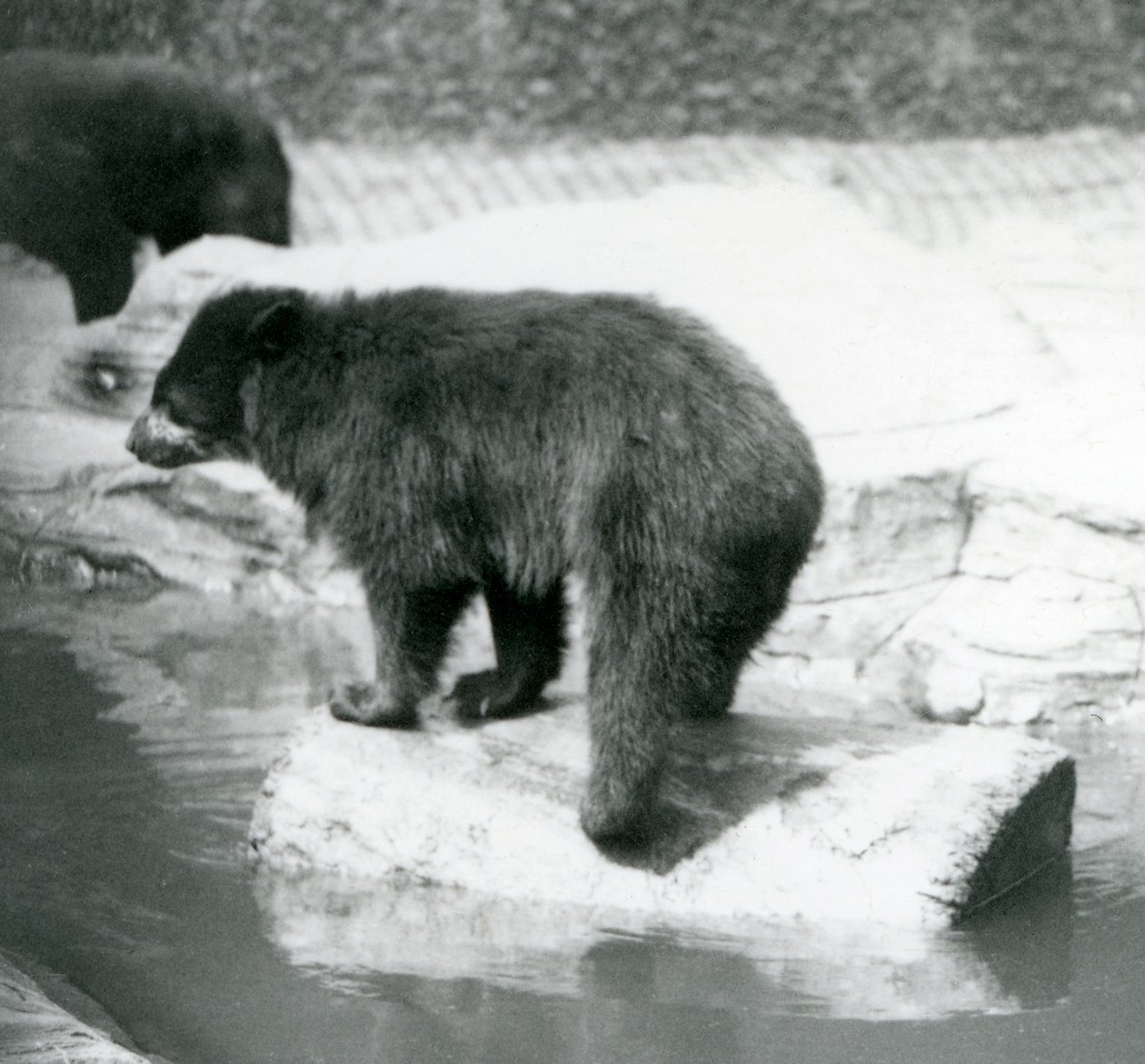 En brillebjørn fra Andesbjergene balancerer på en træstamme i en vandpøl, London Zoo, juni 1925 af Frederick William Bond