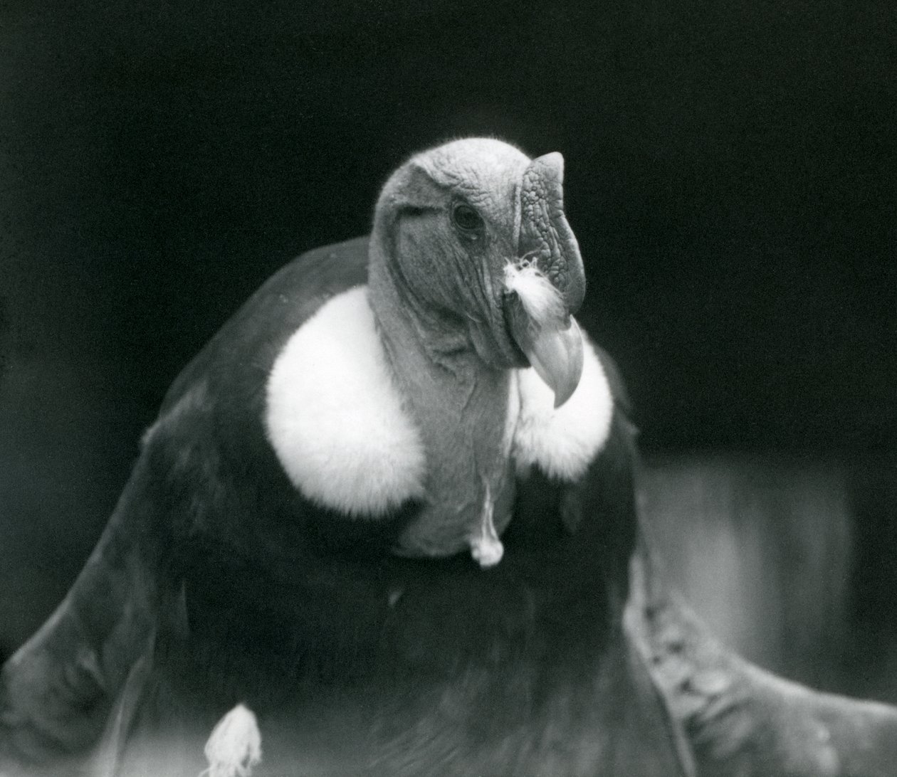 En andinsk kondor i London Zoo i 1926 af Frederick William Bond