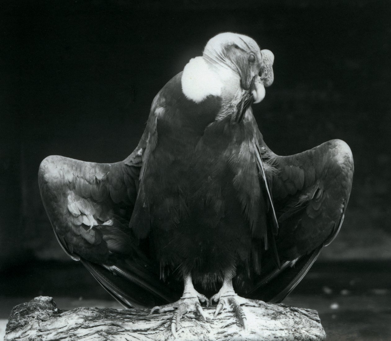 En Andeskondor hviler på en bjælke, London Zoo, 1925 af Frederick William Bond