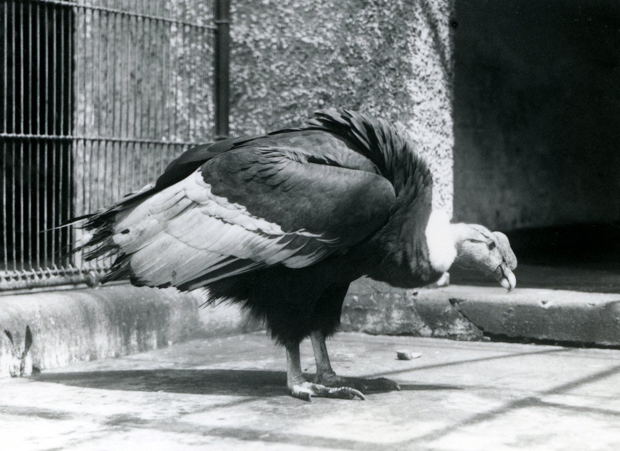 En Andesgrib stående på gulvet i sin indhegning i London Zoo i juli 1925 af Frederick William Bond
