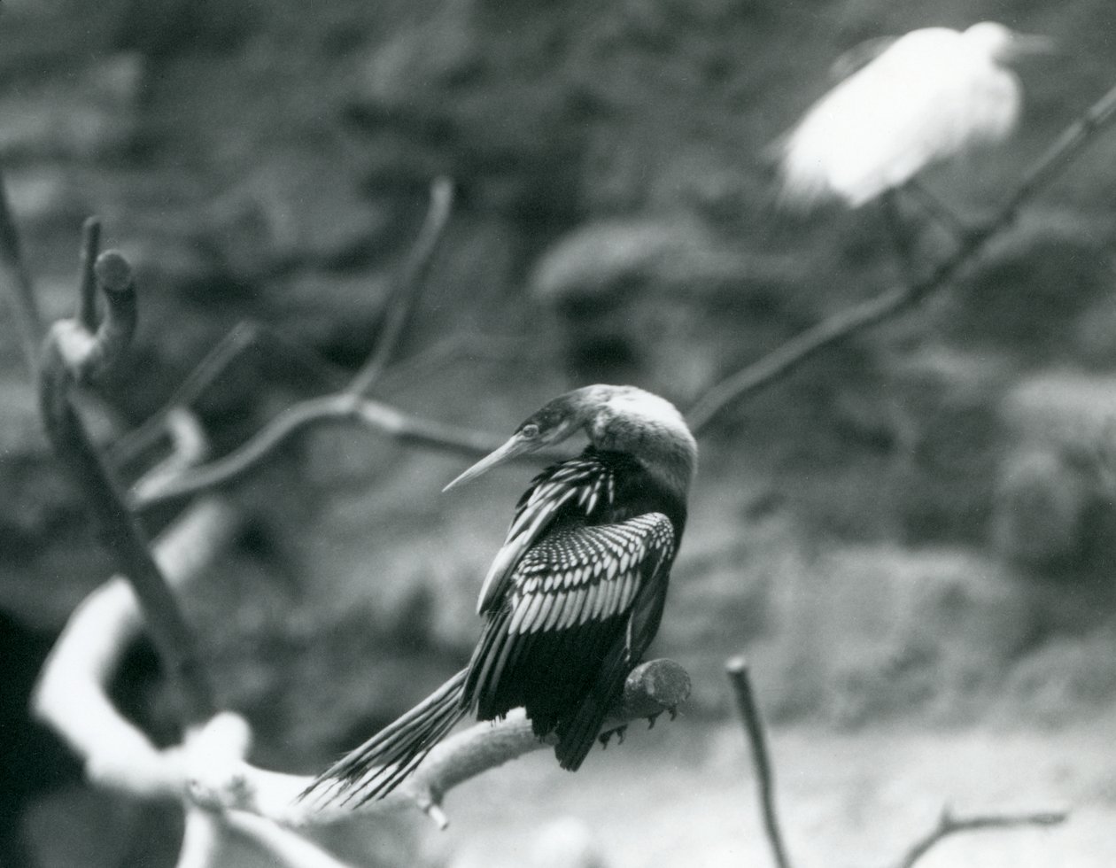 En AnhingaAmerican DarterSlangefuglVandkalkun sidder på en gren i London Zoo i september 1927 af Frederick William Bond