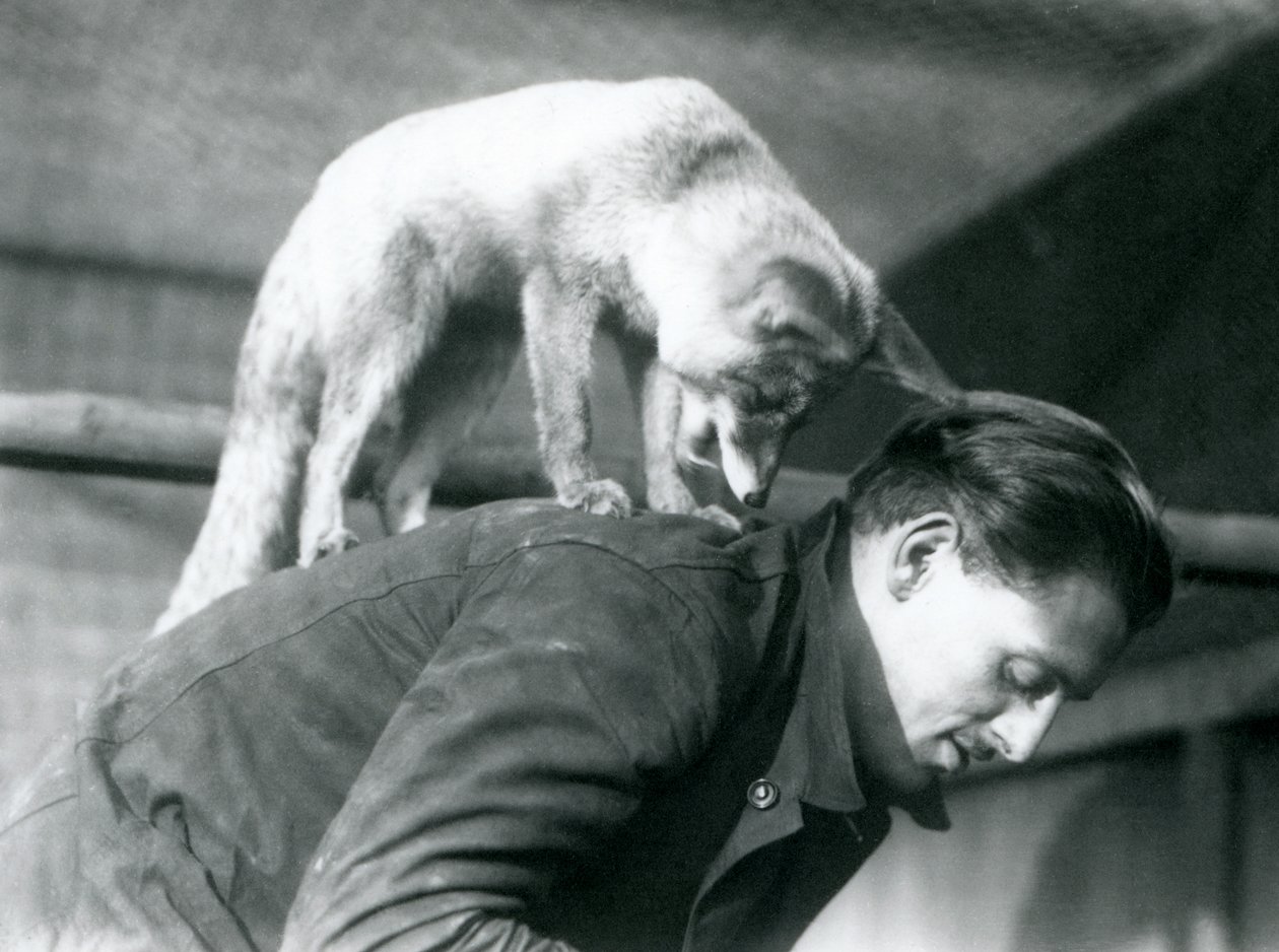 En arabisk rødræv kigger over skulderen på målmand F. Shelley, mens han står på ryggen, mens han bøjer sig, London Zoo, 1925 af Frederick William Bond