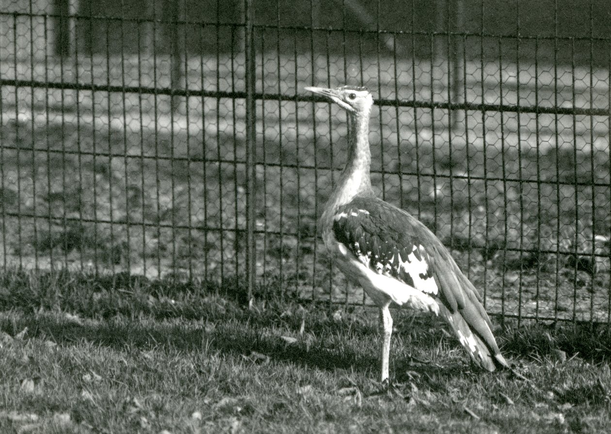 En arabisk bustard stående i sin indhegning i London Zoo, 1924 af Frederick William Bond