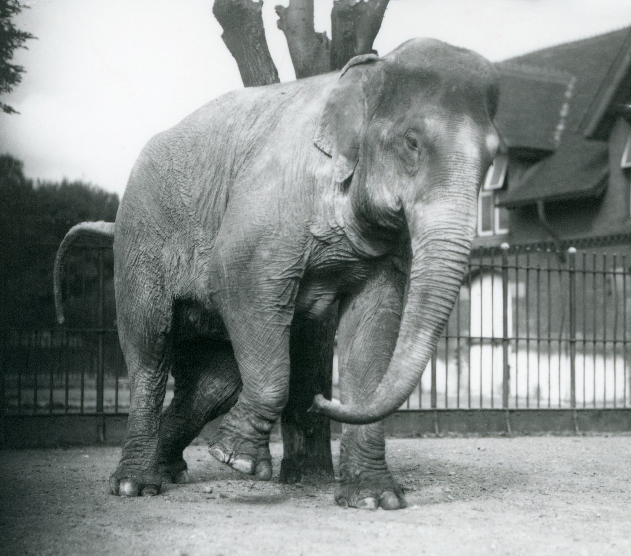 En asiatisk elefant, der klør sig mod et dødt træ, London Zoo af Frederick William Bond