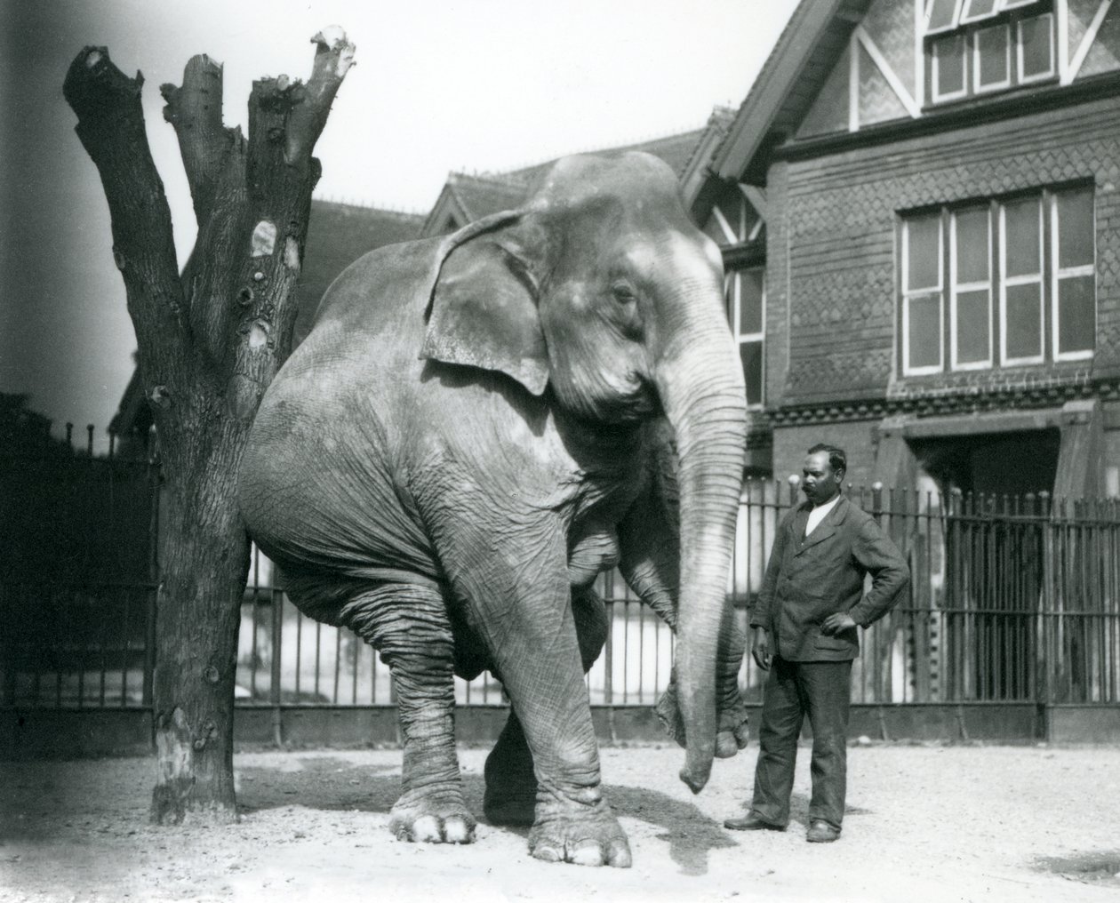 En asiatisk elefant, der klør sig mod et dødt træ, mens den balancerer på tre ben, med sin træner, Syed Ali, kigger på, London Zoo af Frederick William Bond