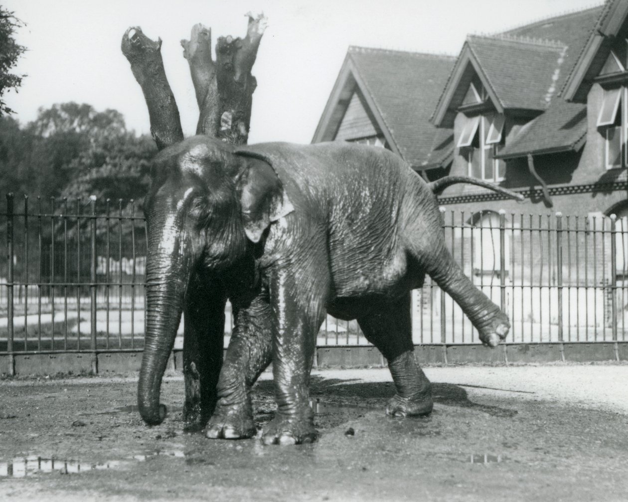 En asiatisk elefant, der klør sig mod et dødt træ, mens han balancerer på tre ben, London Zoo af Frederick William Bond