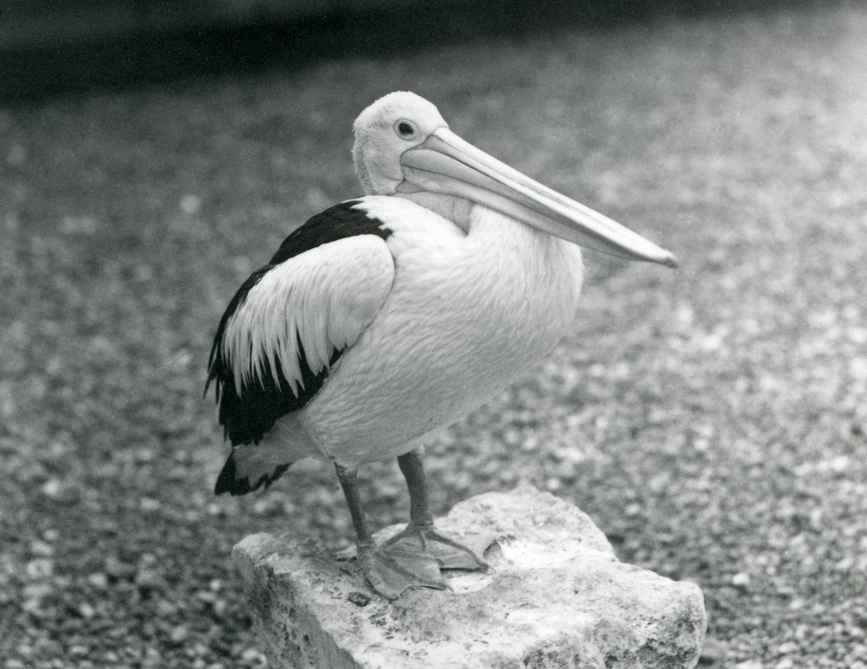 En australsk pelikan stående på en sten i London Zoo i 1929 (s/h foto) af Frederick William Bond
