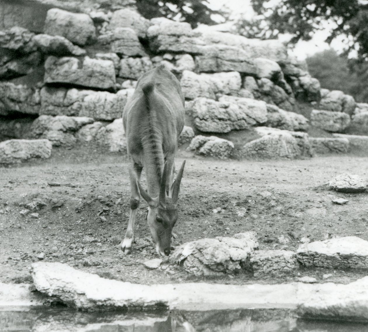 En Eland græsser i antilopekassen i London Zoo i 1929 (s/h foto) af Frederick William Bond