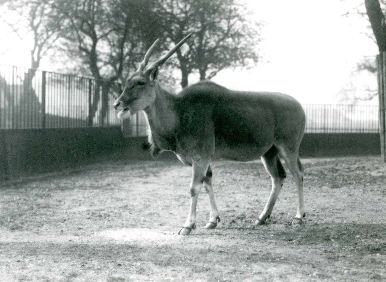 En eland på sin fold i London Zoo i juni 1925 af Frederick William Bond