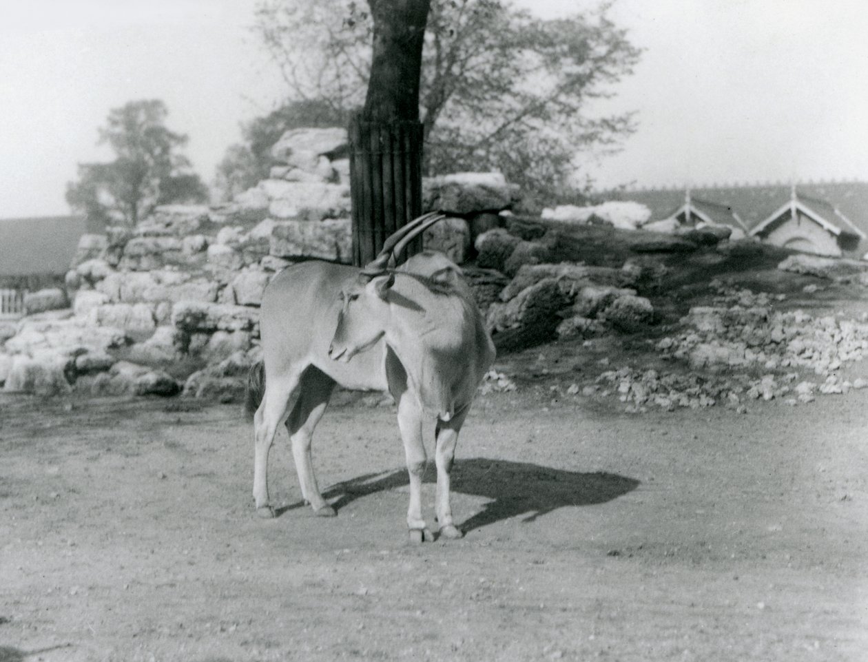En eland stående på sin fold i London Zoo i 1929 (s/h-billede) af Frederick William Bond