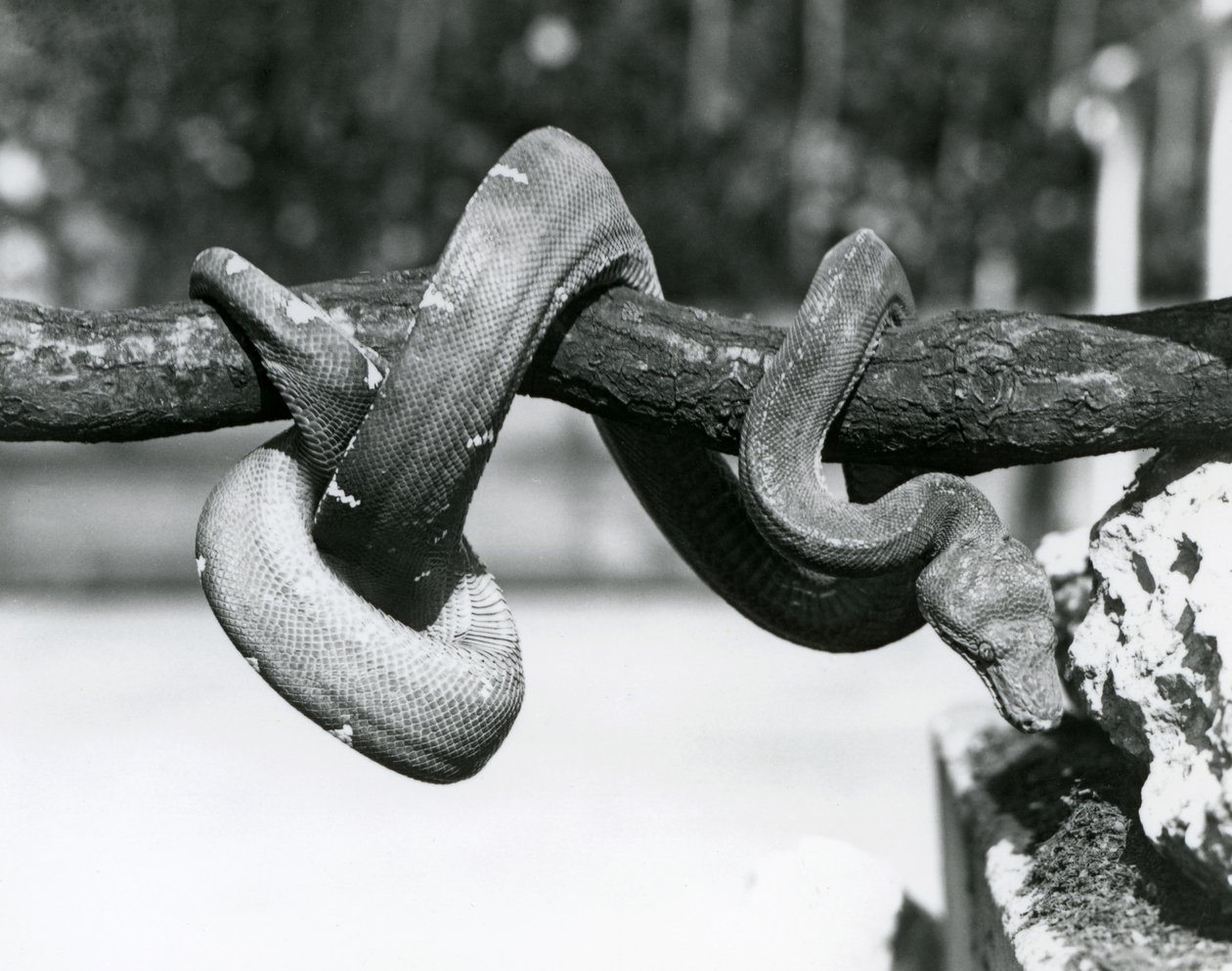 En smaragdtræ-boa med sin krop snoet langs en vandret gren og kigger ned mod jorden, London Zoo, oktober 1928 (s/h-foto) af Frederick William Bond