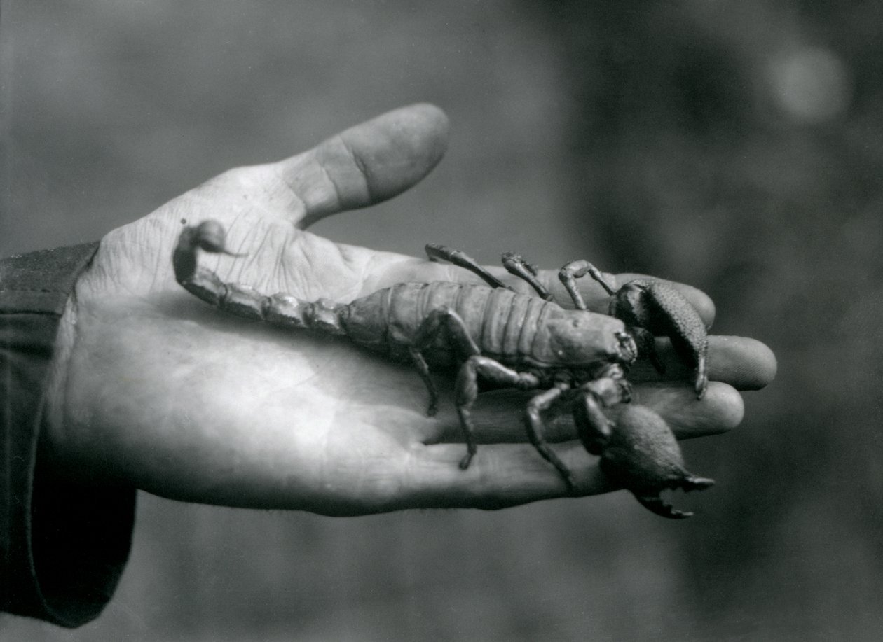En kejserskorpion holdt i håndfladen af en målmands hånd, London Zoo, oktober 1925 af Frederick William Bond