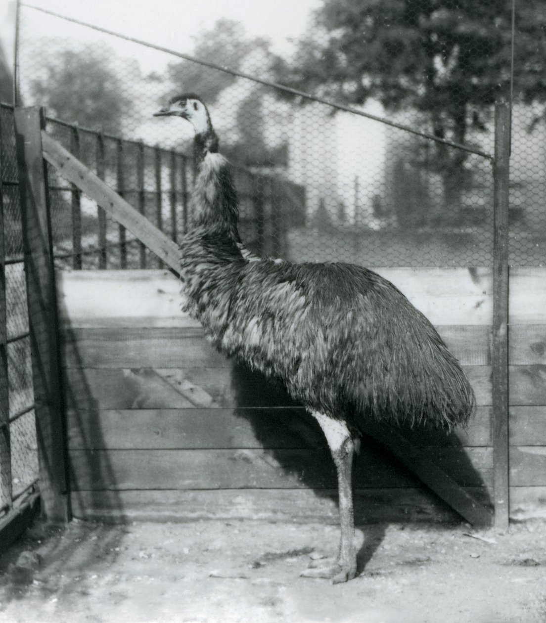 En emu i London Zoo i september 1927 af Frederick William Bond