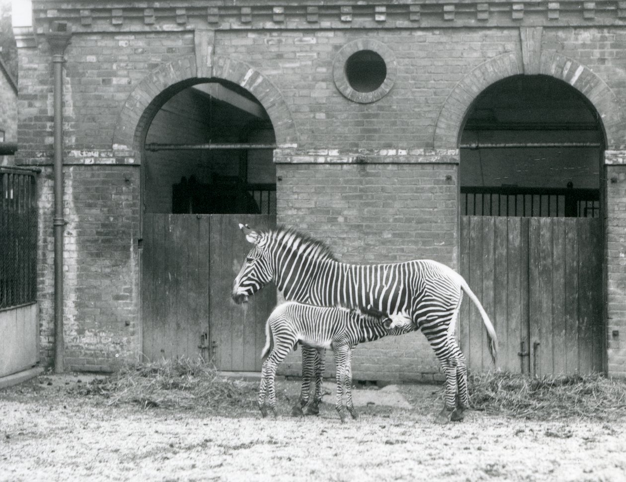 En truet Grevys Imperial Zebra, der står og fodrer sit føl på deres fold i London Zoo i 1927 af Frederick William Bond