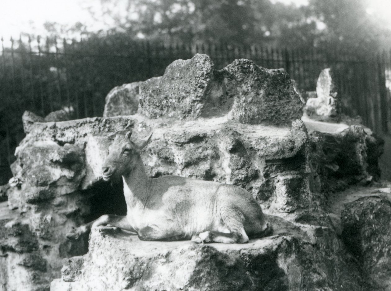 En Himalaya-buk hviler på en klippeside i London Zoo, august 1927 af Frederick William Bond