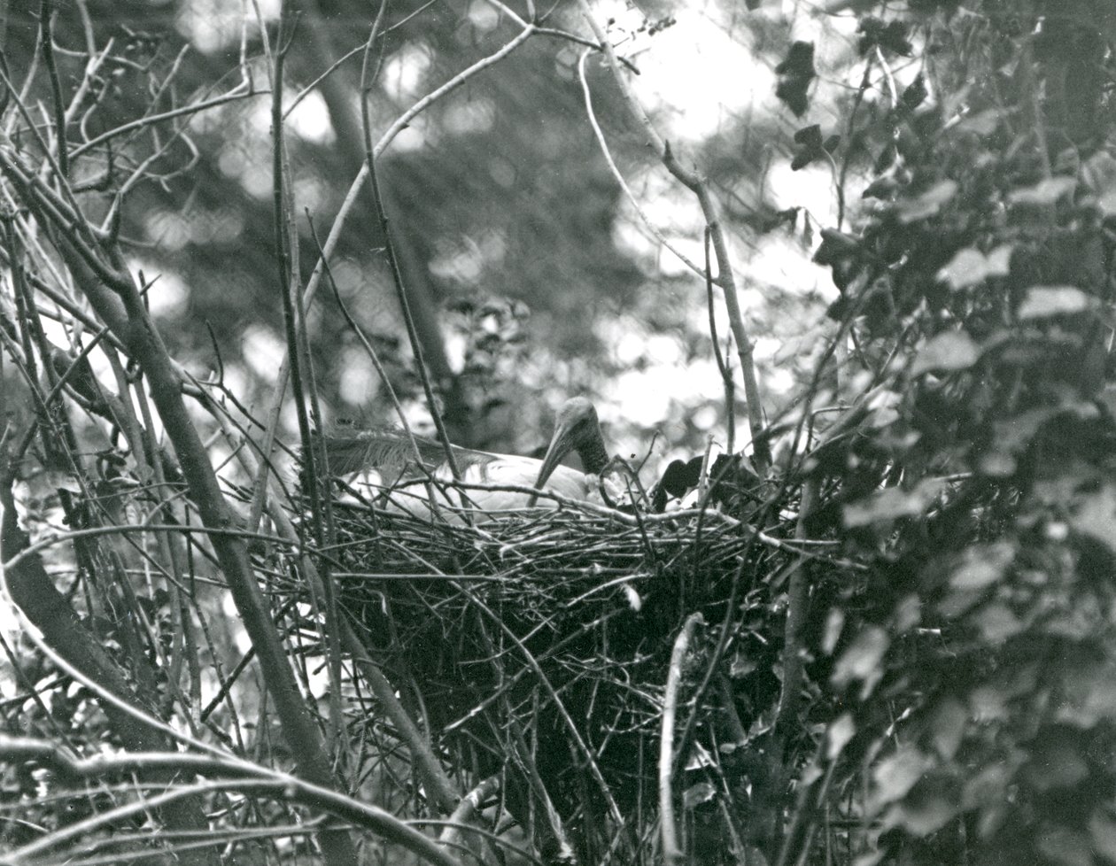 En Ibis sidder på sin rede i London Zoo i 1924 af Frederick William Bond