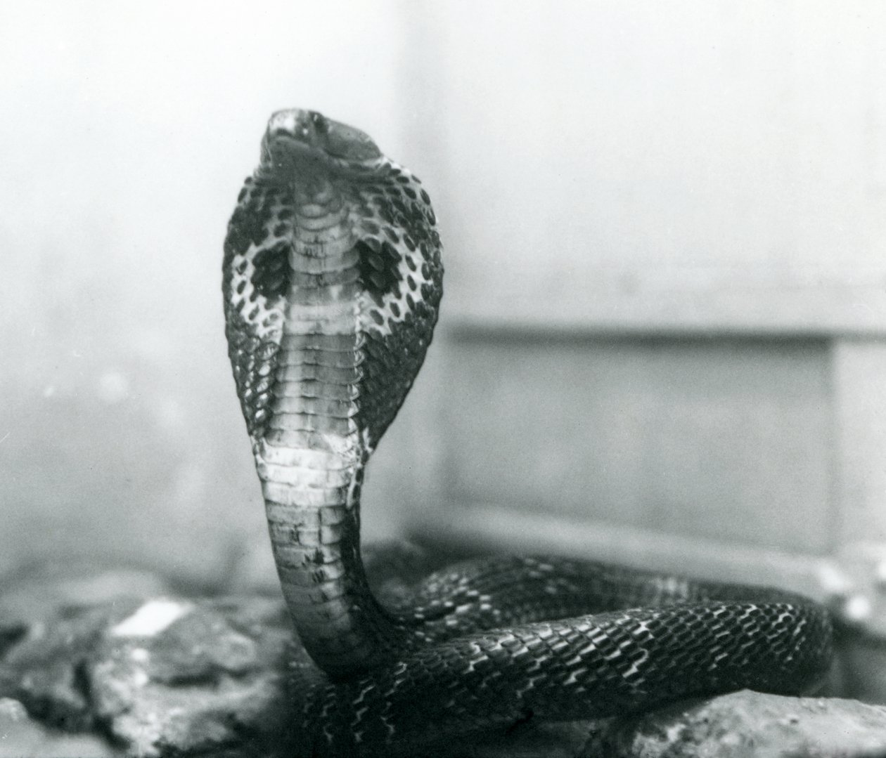 En indisk brilleformet AsianBinocellate Cobra med hævet hoved og udstrakt hætte, London Zoo, oktober 1925 af Frederick William Bond