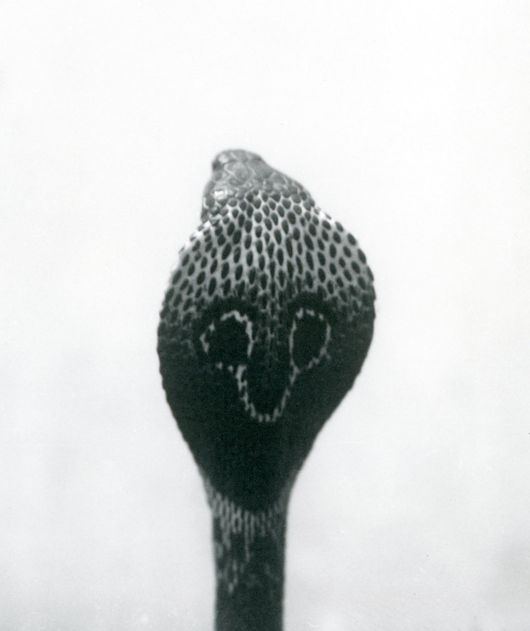 En indisk brilleformet AsianBinocellate Cobra med hævet hoved og udstrakt hætte, London Zoo, oktober 1925 af Frederick William Bond