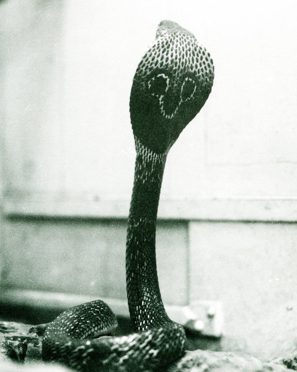 En indisk-spekttakulær asiatisk-binocellat kobra med løftet hoved og udspilet hætte, London Zoo, oktober 1925 af Frederick William Bond